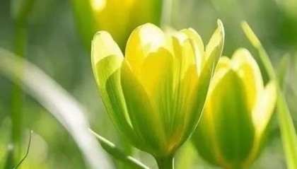 语文第一名的学习方法:古文今译黄金公式