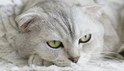 建设工业:积极响应共建一带一路倡议,深度融入一带一路建设